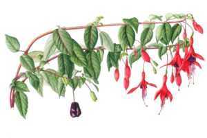 fuchisia regeae